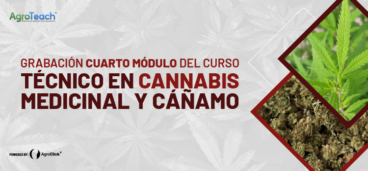 CUARTO MÓDULO DEL CURSO, TECNICO EN CANNABIS MEDICINAL Y CAÑAMO
