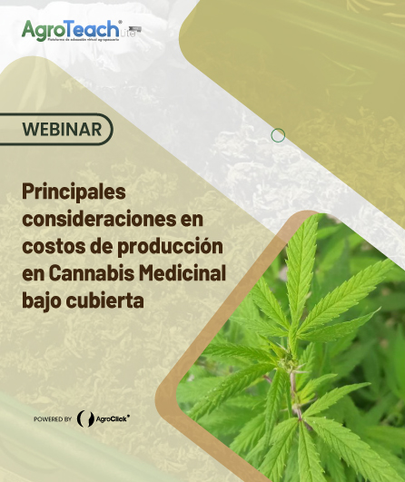 Principales Consideraciones En Costos De Producción En Cannabis Medicinal Bajo Cubierta 