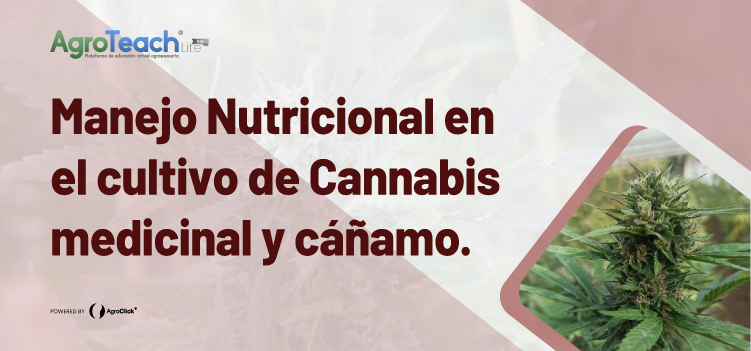 Manejo nutricional en el cultivo de Cannabis medicinal y Cáñamo