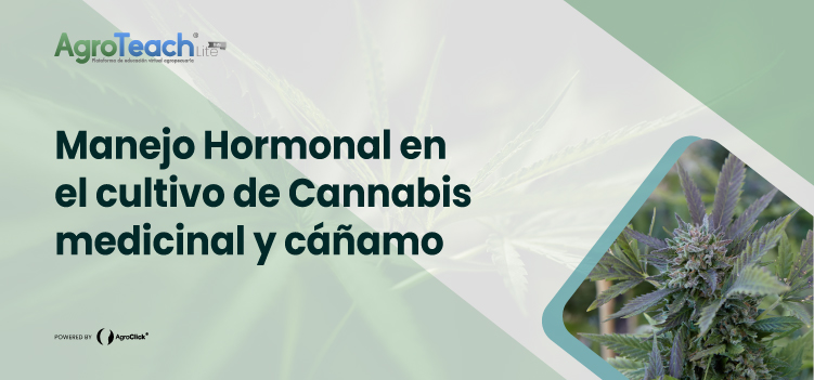 Manejo Hormonal en el cultivo de Cannabis medicinal y cáñamo.