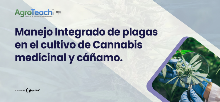 Manejo integrado de plagas en el cultivo de Cannabis medicinal y Cáñamo