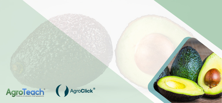 Como crear mi primer webinar sobre aguacate