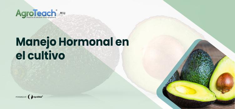 webinar de mango